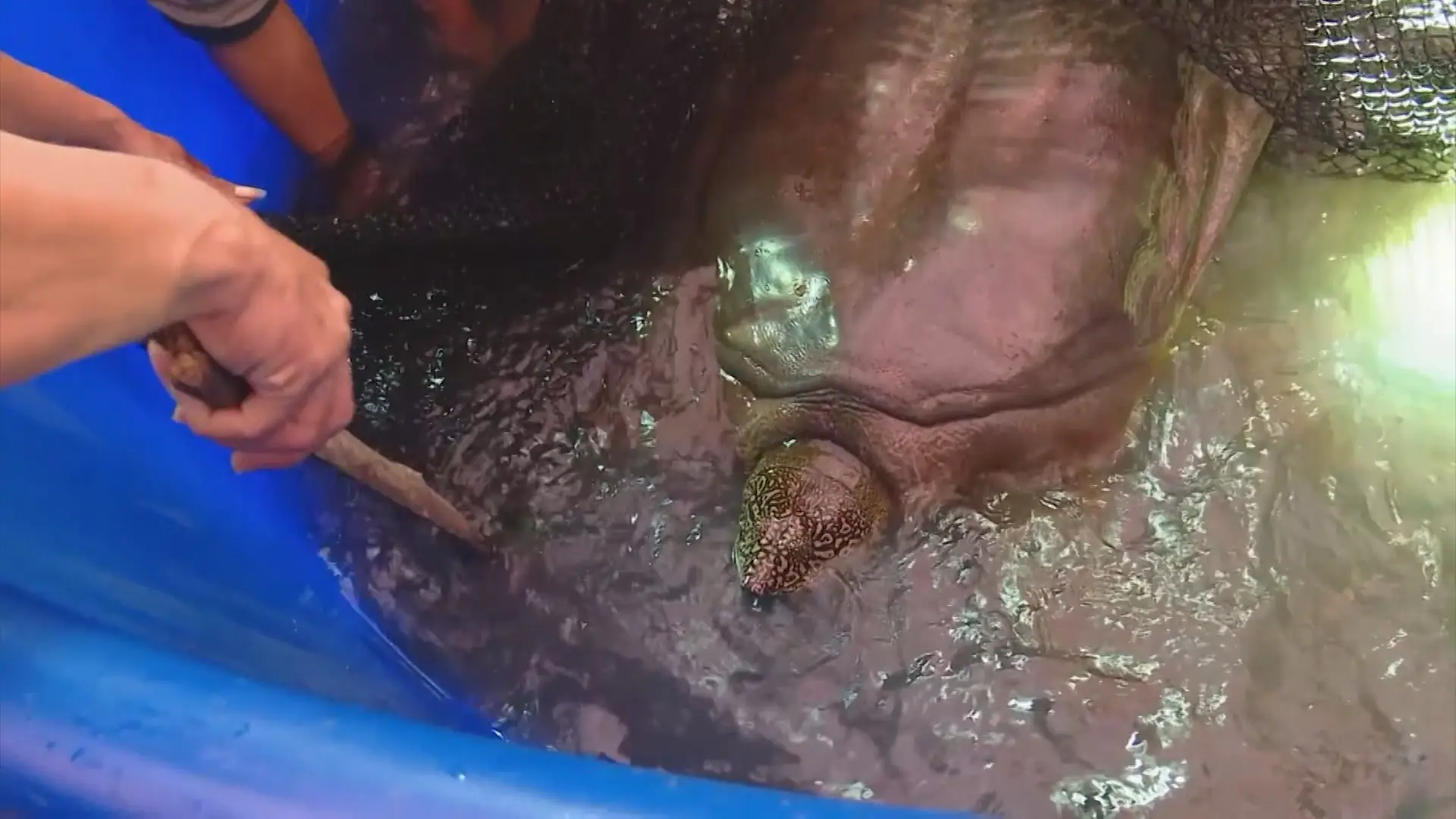 Gìn giữ đa dạng sinh học từ dấu chân rùa Hoàn Kiếm | Chuyển đổi xanh | 03/01/2026